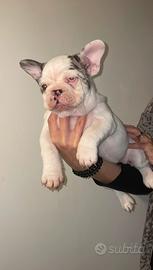 Cucciolo di Bulldog Francese bianco