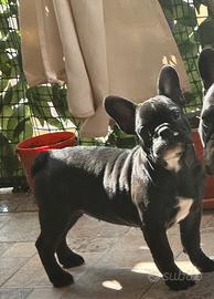 Cucciola di bulldog francese