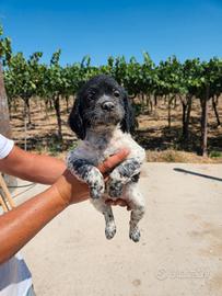 Cuccioli Breton