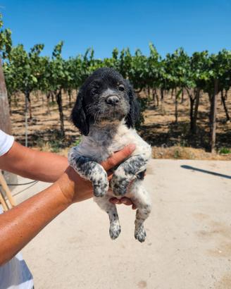 Cuccioli Breton