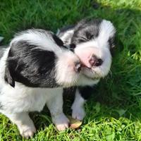 Cuccioli di border collie con pedigree