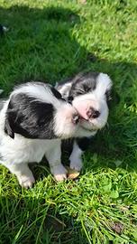 Cuccioli di border collie con pedigree