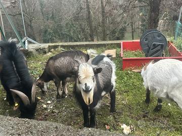 Capre tibetane piccole