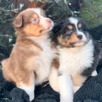 Australian shepherd