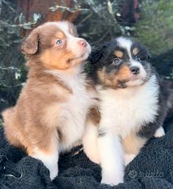 Australian shepherd