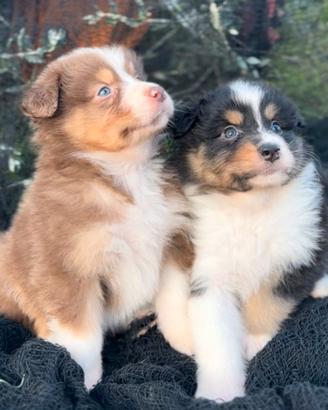 Australian shepherd