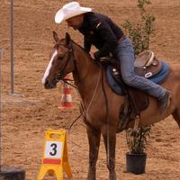 Quarter Horse femmina