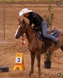 Quarter Horse femmina