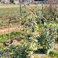 Photinia red robin