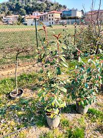 Photinia red robin