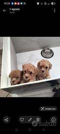 3 principesse