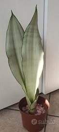 pianta di sansevieria "Moonshine"