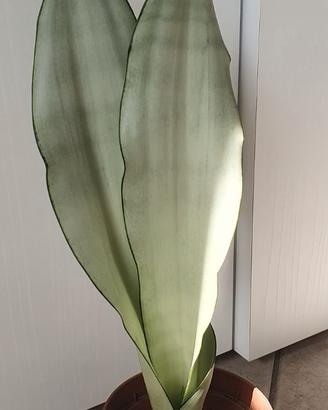 pianta di sansevieria "Moonshine"