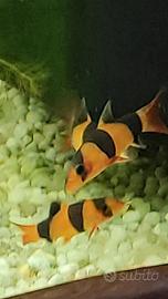 Botia , pesce pulitore