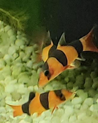 Botia , pesce pulitore