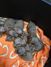 Bassotto tedesco nano kaninchen a pelo corto