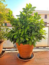Pianta lauroceraso (alloro)