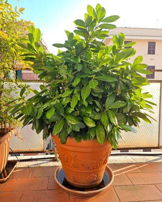 Pianta lauroceraso (alloro)