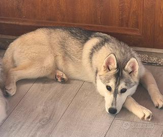 Siberian husky
