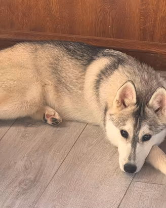 Siberian husky