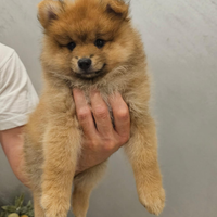 Spitz pomerania