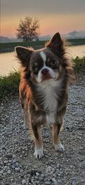 Chihuahua Maschio per monta