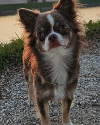 Chihuahua Maschio per monta