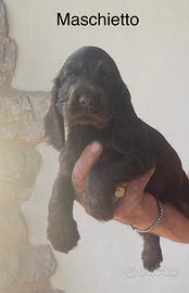 Cocker cuccioli spaniel inglese