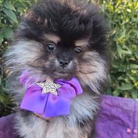 Spitz con pedigree