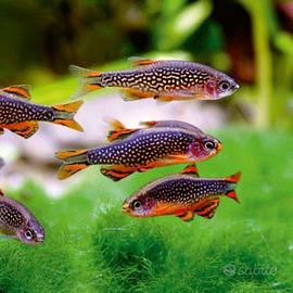 Rasbora Galaxy (danio margaritatus)