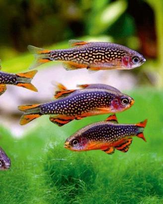 Rasbora Galaxy (danio margaritatus) gruppi da 10