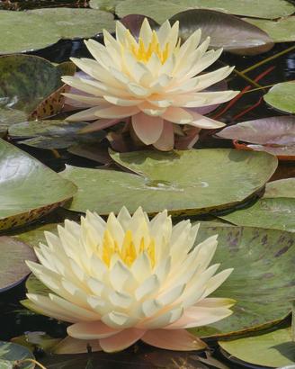 Piante acquatiche da laghetto e da fitodepurazione