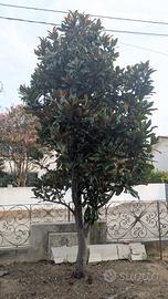 Magnolia 