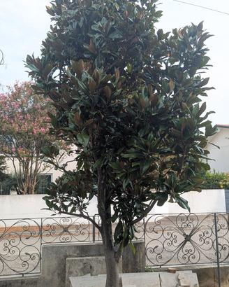 Magnolia 