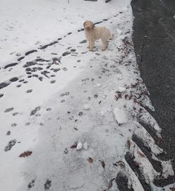 Lagottino bianco arancio