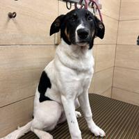 Cuccioli belga Labrador