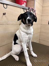 Cuccioli belga Labrador