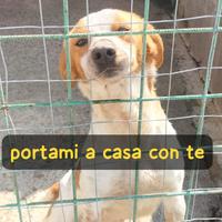 Si chiama Luna 12 kg, due anni appena. eppure sem