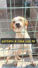 Si chiama Luna 12 kg, due anni appena. eppure sem