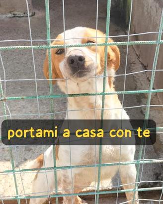 Si chiama Luna 12 kg, due anni appena. eppure sem