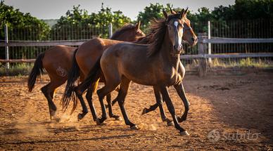 Lusitana ABPSL baio ojo azul poldra