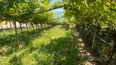 Terreno agricolo