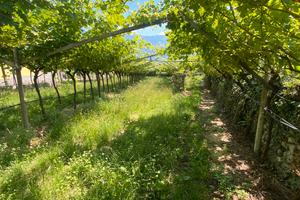 Terreno agricolo