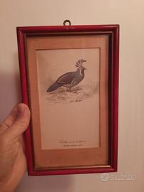 Quadro con stampa d'epoca vintage uccello