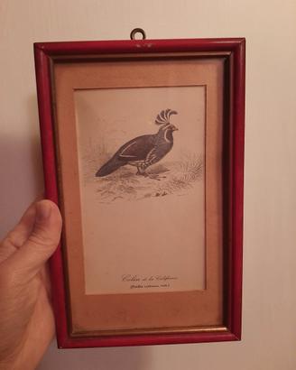 Quadro con stampa d'epoca vintage uccello