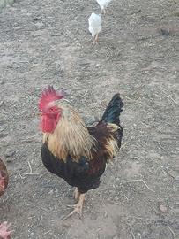 Gallo