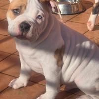 American bully