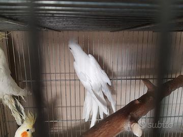 Calopsite bianco maschio