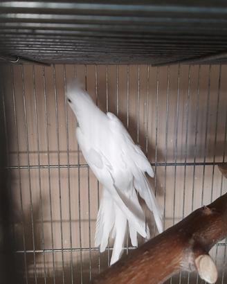 Calopsite bianco maschio