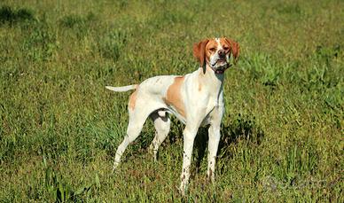 Pointer Artù della Rivazza da caccia